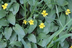 Viola praemorsa