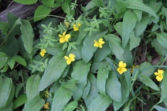 Viola praemorsa