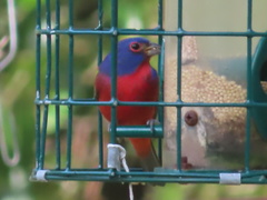 Passerina ciris image