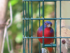 Passerina ciris image