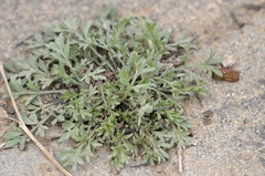 Artemisia capillaris