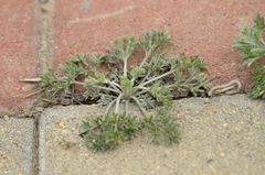 Artemisia capillaris