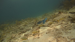 Scarus coeruleus