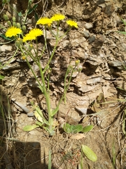 Crepis novoana