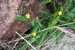 Viola praemorsa