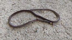 Enulius flavitorques