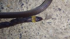 Enulius flavitorques
