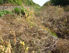 Linaria biebersteinii ruthenica