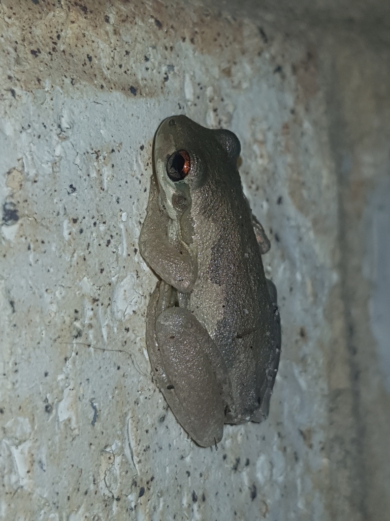 Bleating Tree Frog in March 2022 by Michelle Colpus · iNaturalist