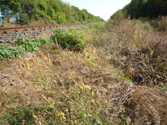 Linaria biebersteinii ruthenica