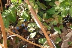 Prunus spinosa dasyphylla