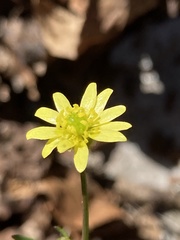 Ranunculus harveyi