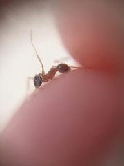 Pheidole indica