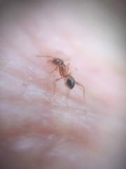 Pheidole indica