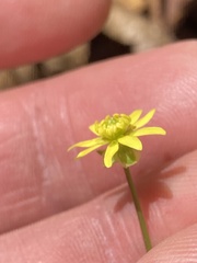 Ranunculus harveyi
