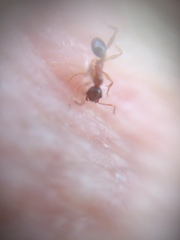 Pheidole indica