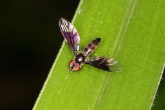 Ocyptamus dimidiatus