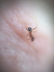 Pheidole indica