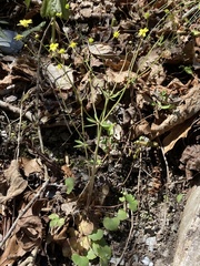 Ranunculus harveyi