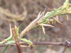 Neorthacris