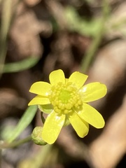 Ranunculus harveyi