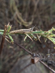 Neorthacris