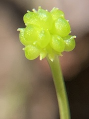 Ranunculus harveyi