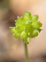 Ranunculus harveyi