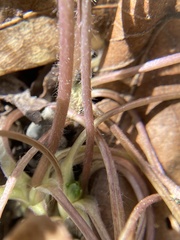 Ranunculus harveyi