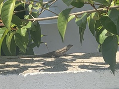 Sceloporus occidentalis