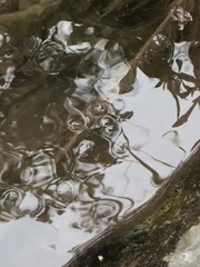 Aquarius chilensis