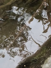 Aquarius chilensis