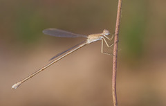 Lestes ochraceus
