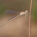 Ochre Spreadwing - Photo (c) Paul Cools, some rights reserved (CC BY-NC), uploaded by Paul Cools
