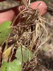 Ranunculus harveyi