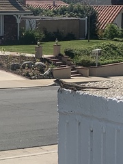Sceloporus occidentalis