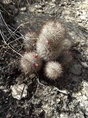 Mammillaria pottsii