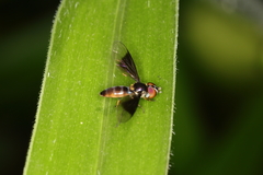 Ocyptamus dimidiatus