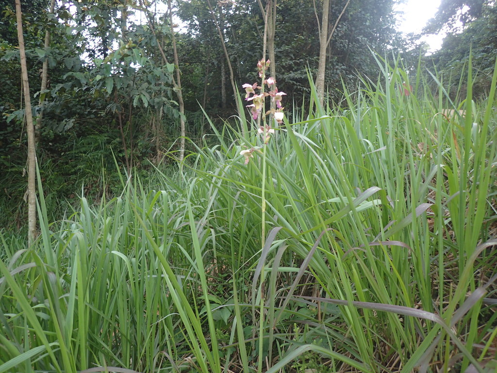 Eulophia horsfallii