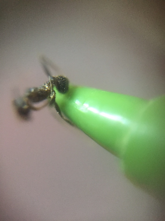 Pheidole spathifera