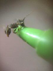 Pheidole spathifera