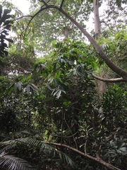 Cleistopholis patens