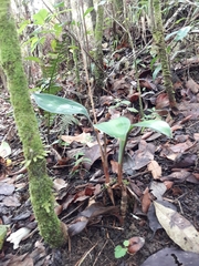 Prescottia stachyodes