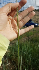 Elymus trachycaulus