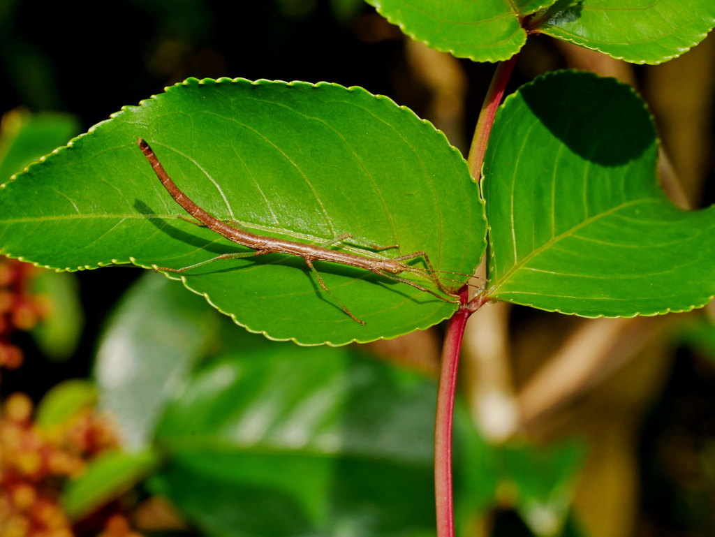 Phraortes bicolor