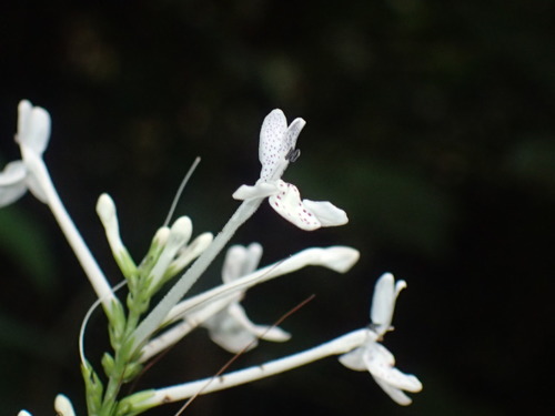 Pseuderanthemum image