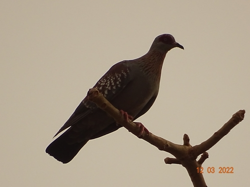 Speckled Pigeon