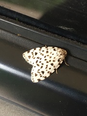 Lepidoptera