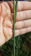 Elymus trachycaulus