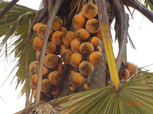 borassus palm